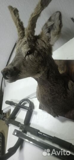 Чучело косули