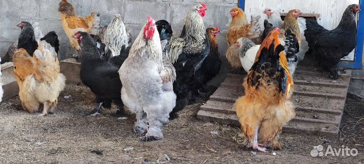 Молодые (11мес.) куры и петухи Брама