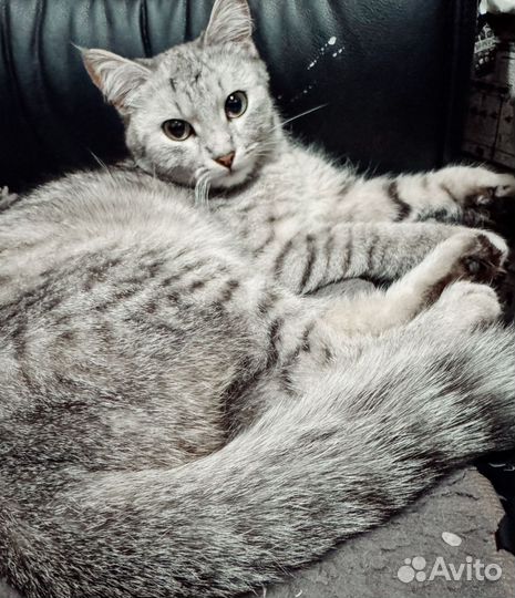 Кошки в добрые руки