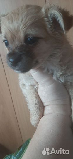 Чихуахуа девочка