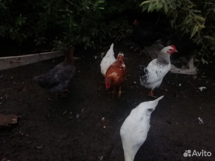 Куры петухи