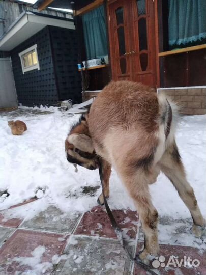 Нубийский козел вязка