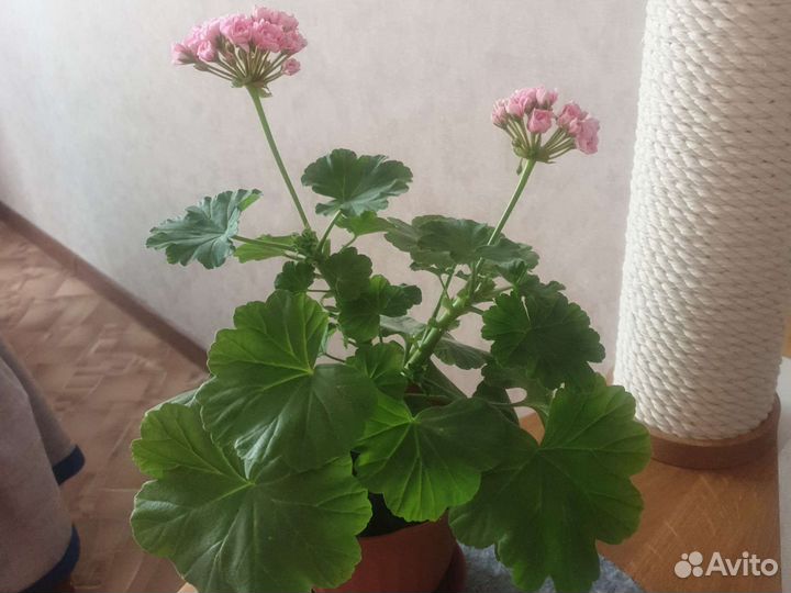 Герань розебрудная розовая