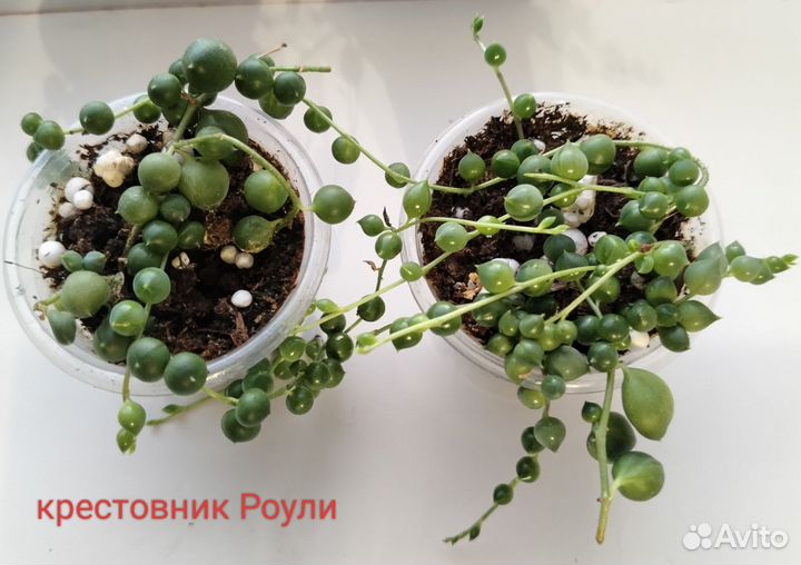 Крестовник Роули