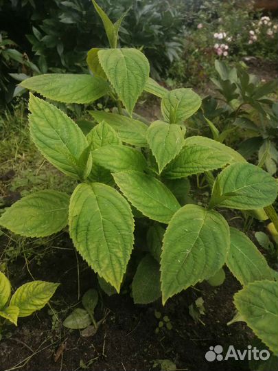 Кустики розовой гортении крупнолистной