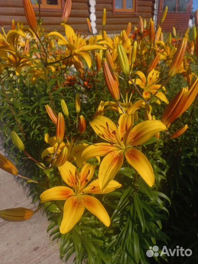 Растения для дачи