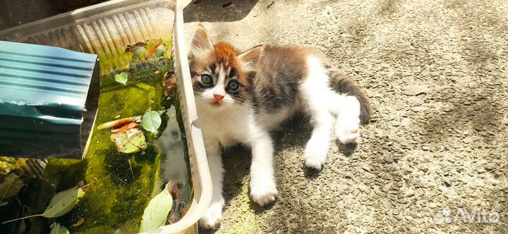 Отдам котёнка в добрые руки