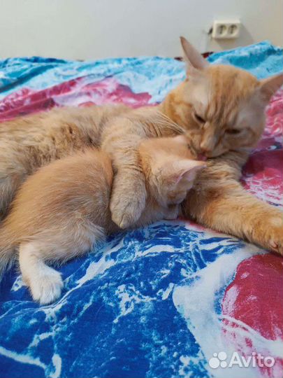 Котята в дар