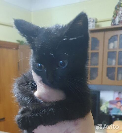 Кошка в дар