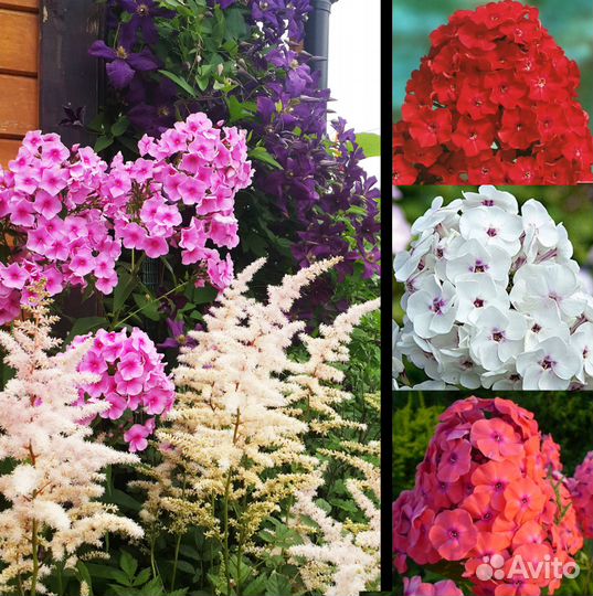 Многолетники для сада