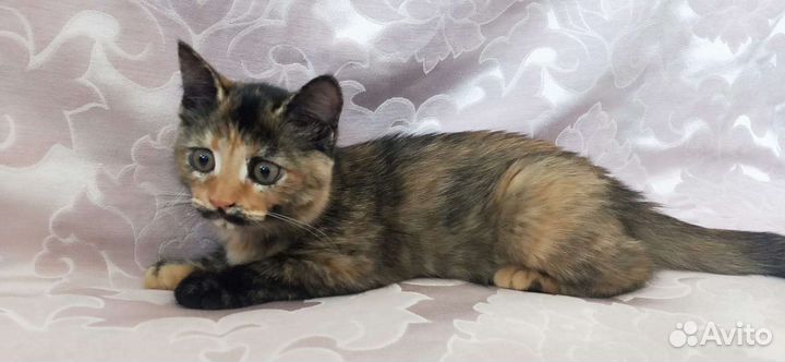 Котята отдам в добрые руки