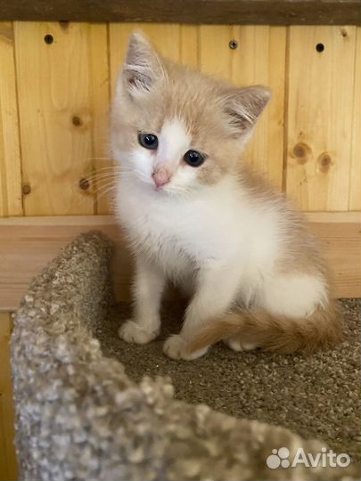 Кошечка в добрые руки