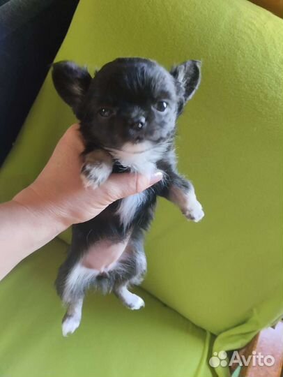 Чихуахуа. Доставка. Ветпаспорт