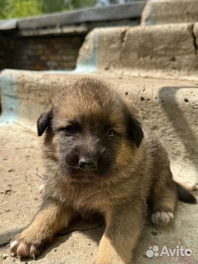 Щенки в добрые руки