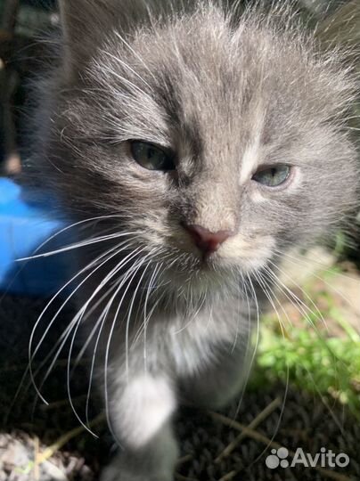 Серые котята пушистые мальчики (коты)