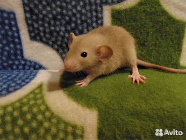 Крысы, крысята дамбо, стандарт, клетки