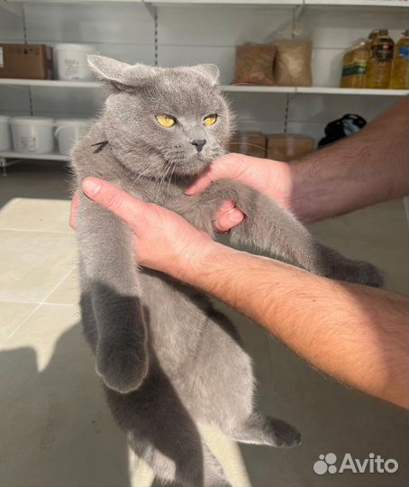 Британский кот