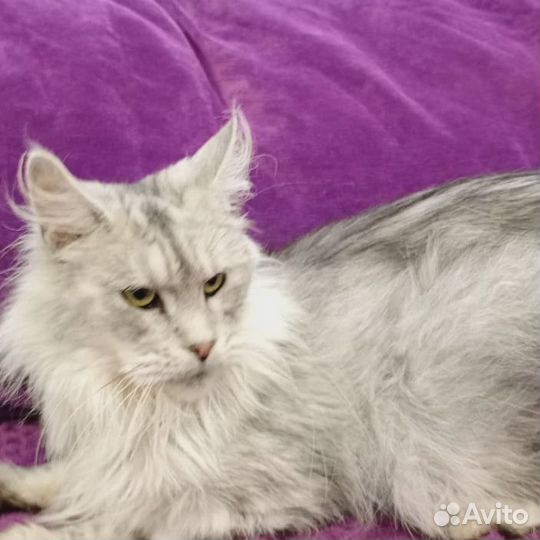 Ищем дом кошке породы Мейн-кун