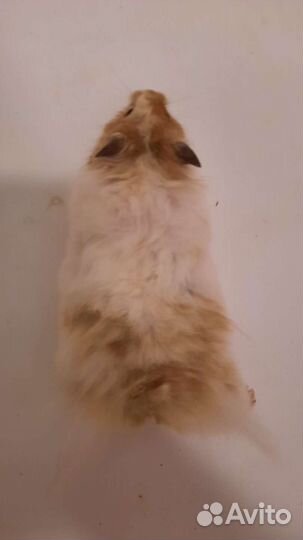 Ангорский хомячок