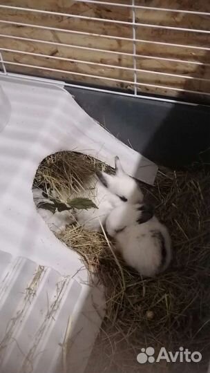 Декоративные кролики