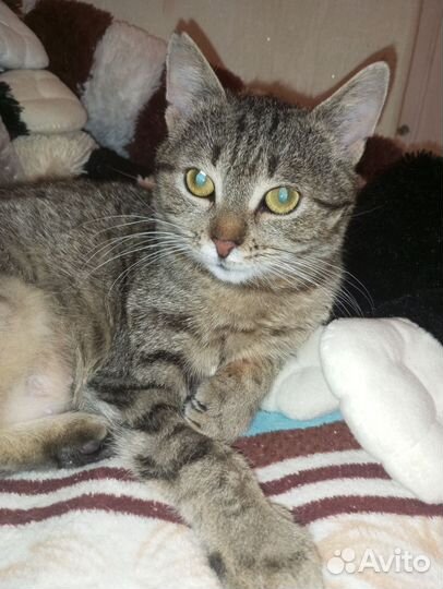 Кошечка подросток в добрые руки