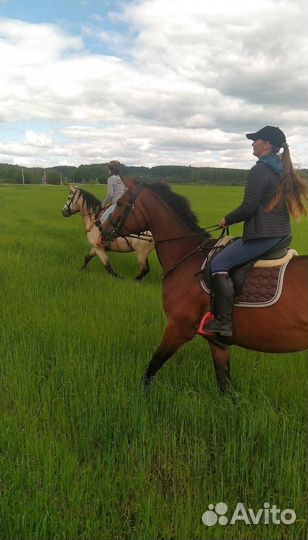 Аренда лошади
