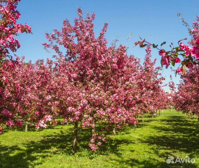 Яблоня недзвецкого