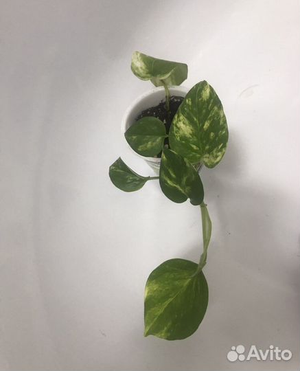 Эпипремнум