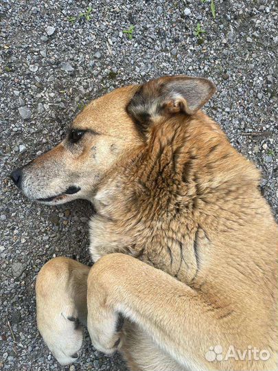 Собачки охранники в добрые руки