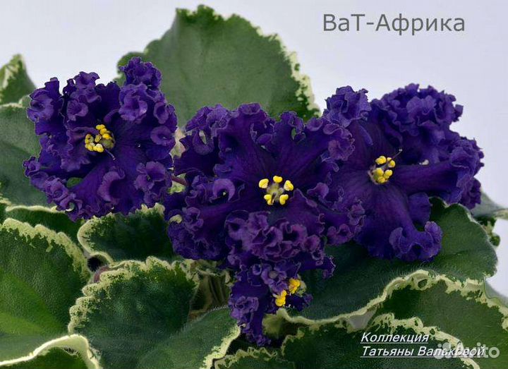 Детки сортовых фиалок