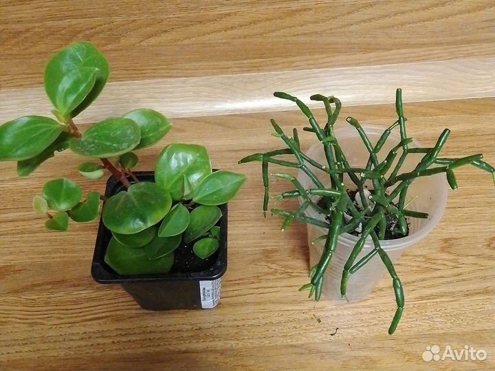 Разные цветы по одной цене