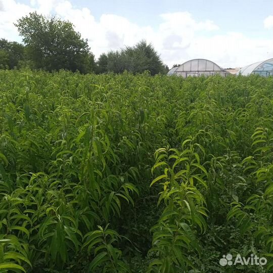 Саженцы персика