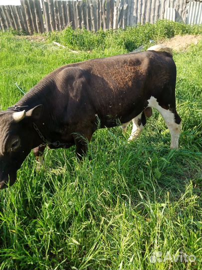 Корова с быком