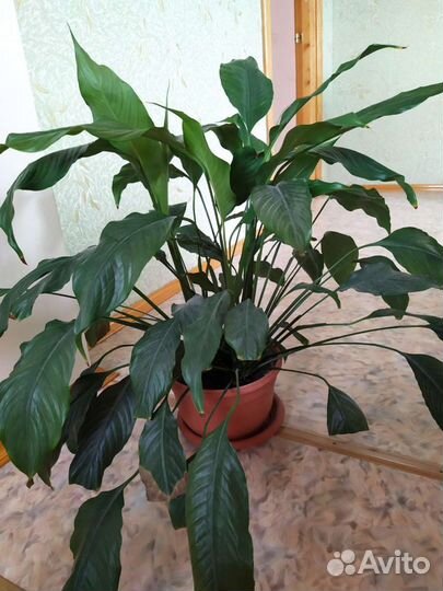 Спатифиллум