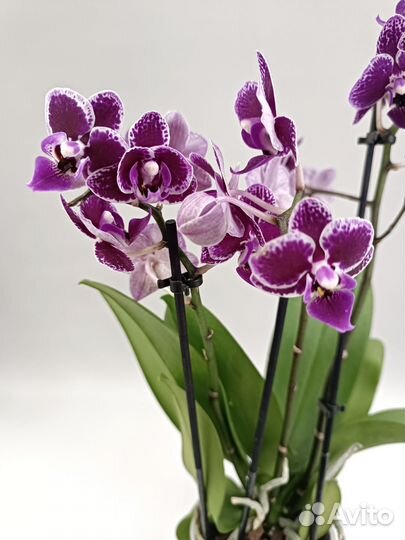 Орхидея фаленопсис мультифлора