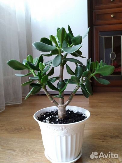 Толстянка Крассула Денежное дерево