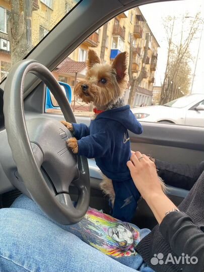 Йоркширский терьер мини щеночки