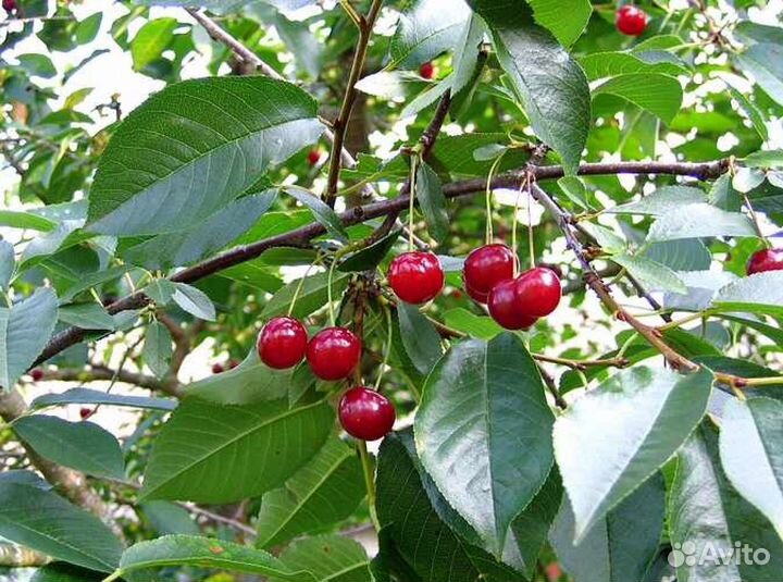Вишня ягода свежая