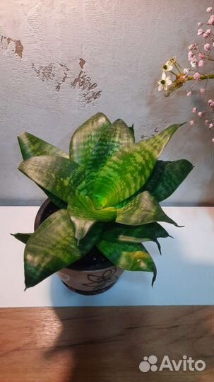 Сансевиерия ханни