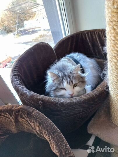 Подстилка - лежанка для кошек и мелких собак