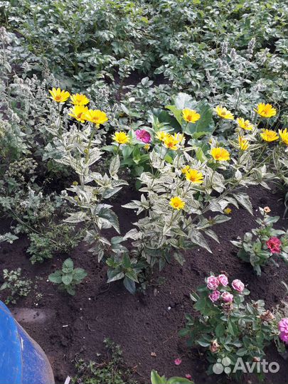 Гелиопсис пестролистный