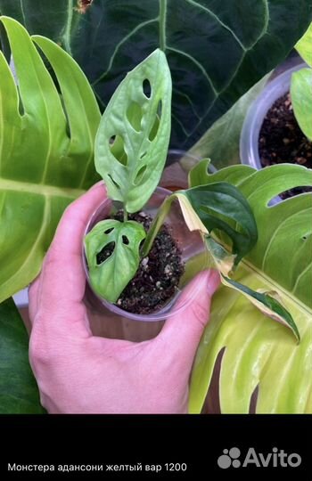 Сциндапсусы, эпипремнумы, монстеры