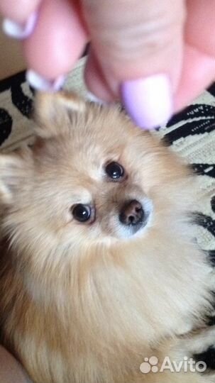 Шпиц для вязки