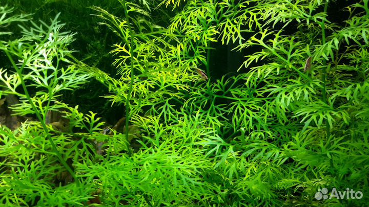 Аквариумные растения