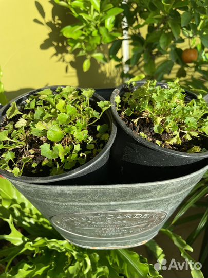 Кампанула (для балкона и лоджии)