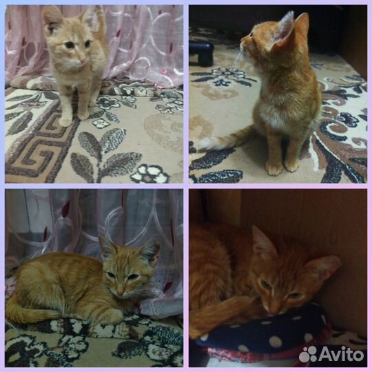 Кошка в дар