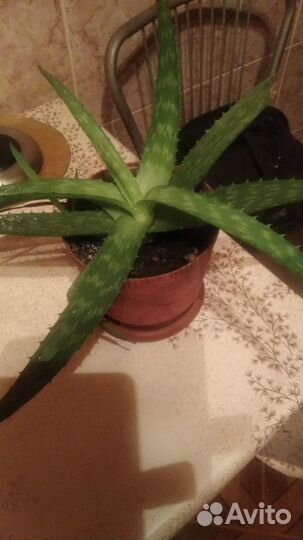 Цветок алоэвера