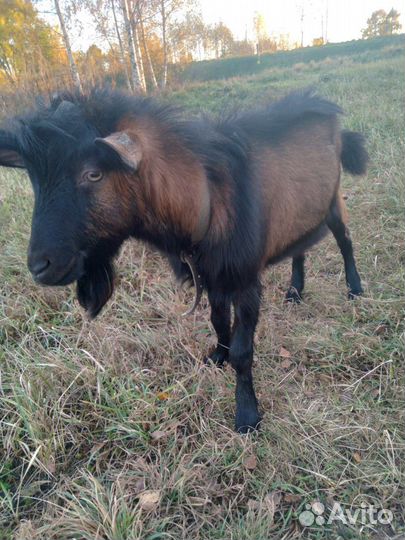 Чешский козел