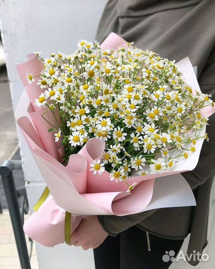 Цветы ромашки