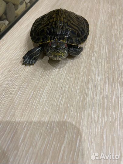 Красноухая черепаха с аквариумом